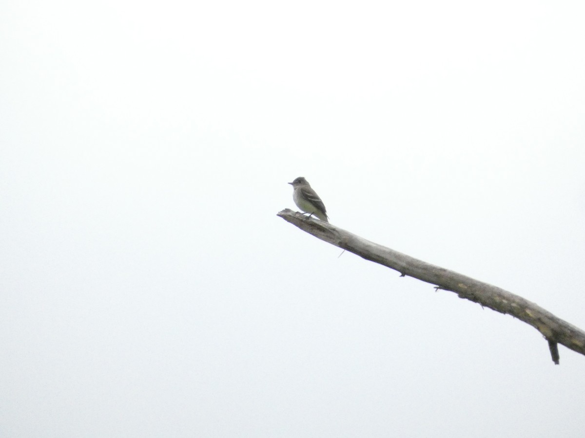 Willow Flycatcher - ML639084183