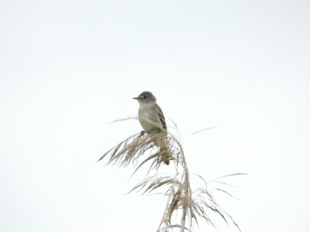 Willow Flycatcher - ML639084184