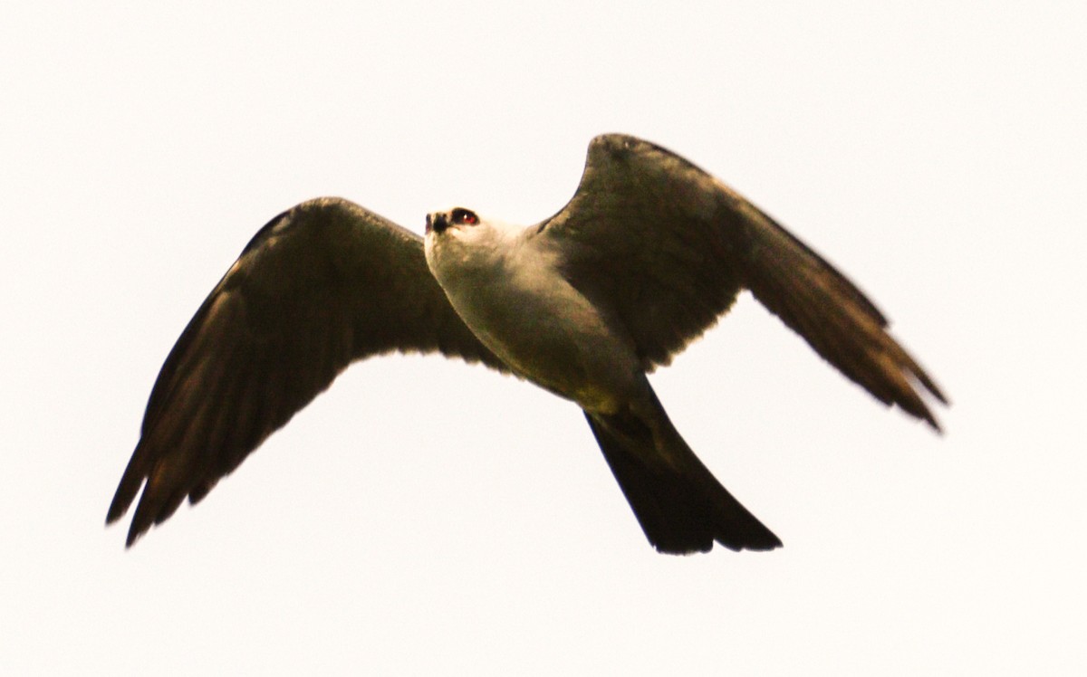 Mississippi Kite - ML639084185