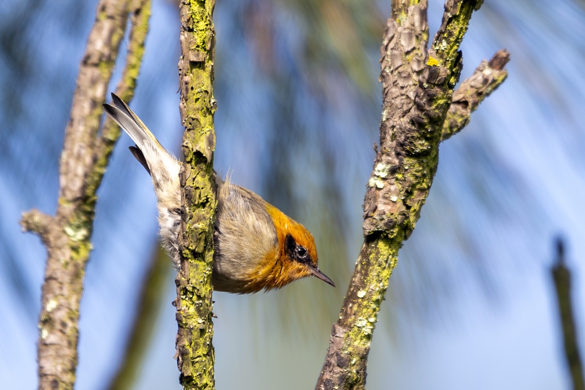 Olive Warbler - ML639084186