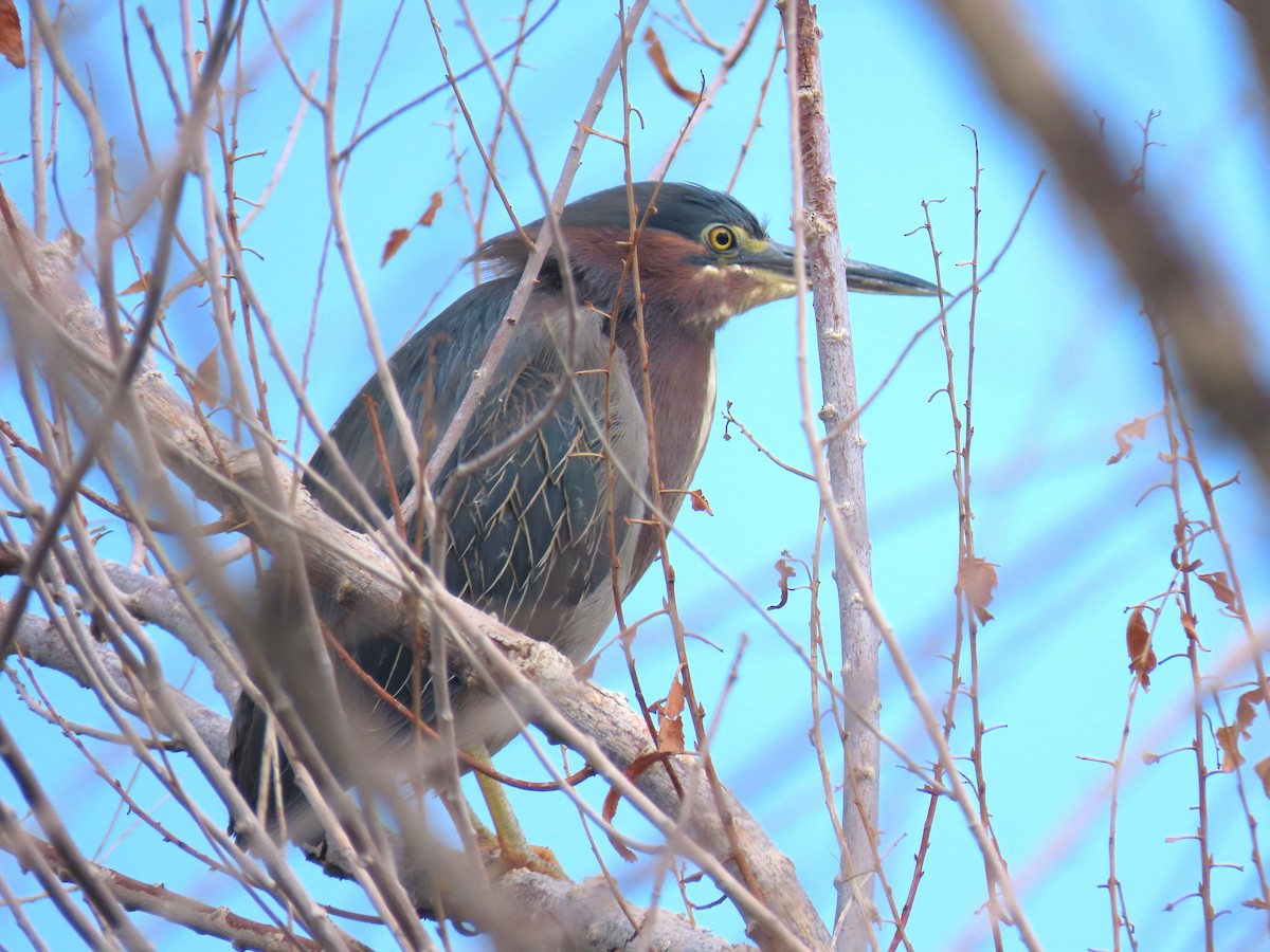 Green Heron - ML639084187