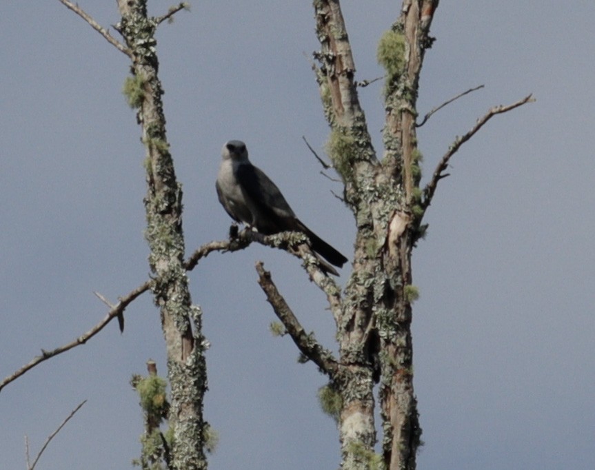 Mississippi Kite - ML639084188