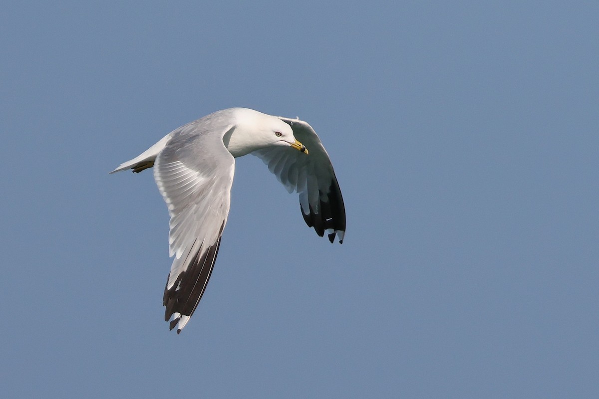 Ring-billed Gull - ML639084189