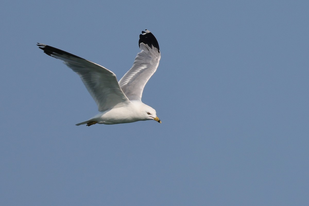 Ring-billed Gull - ML639084190