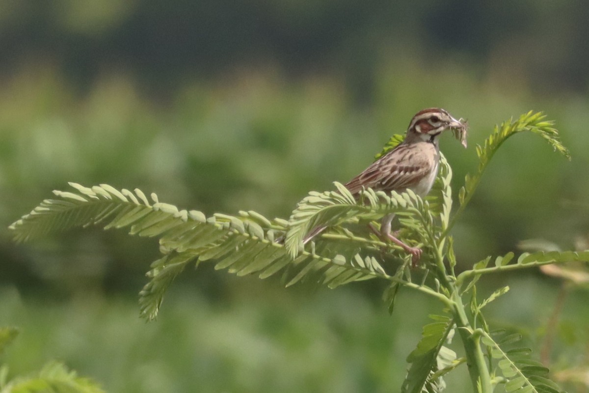 Lark Sparrow - ML639084198