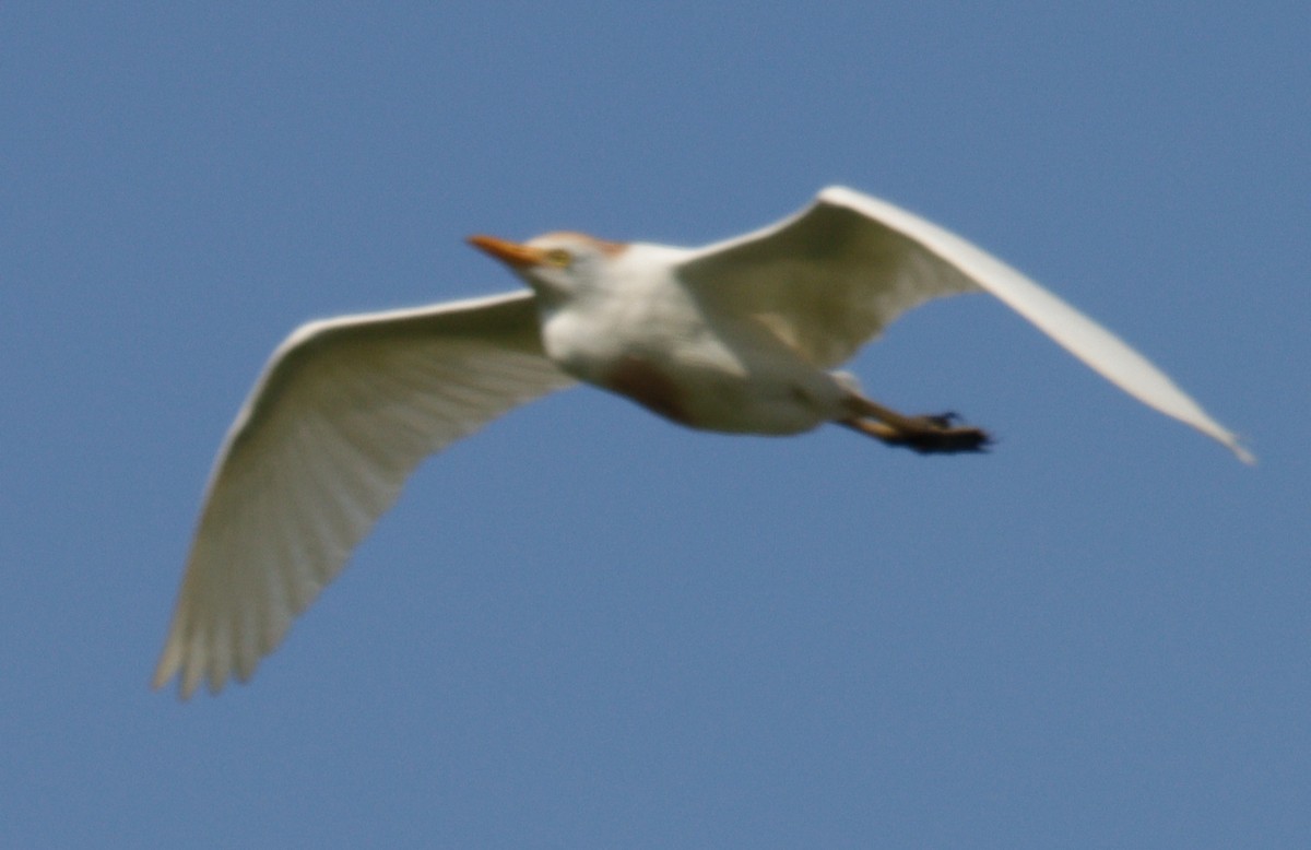 Western Cattle-Egret - ML639084215