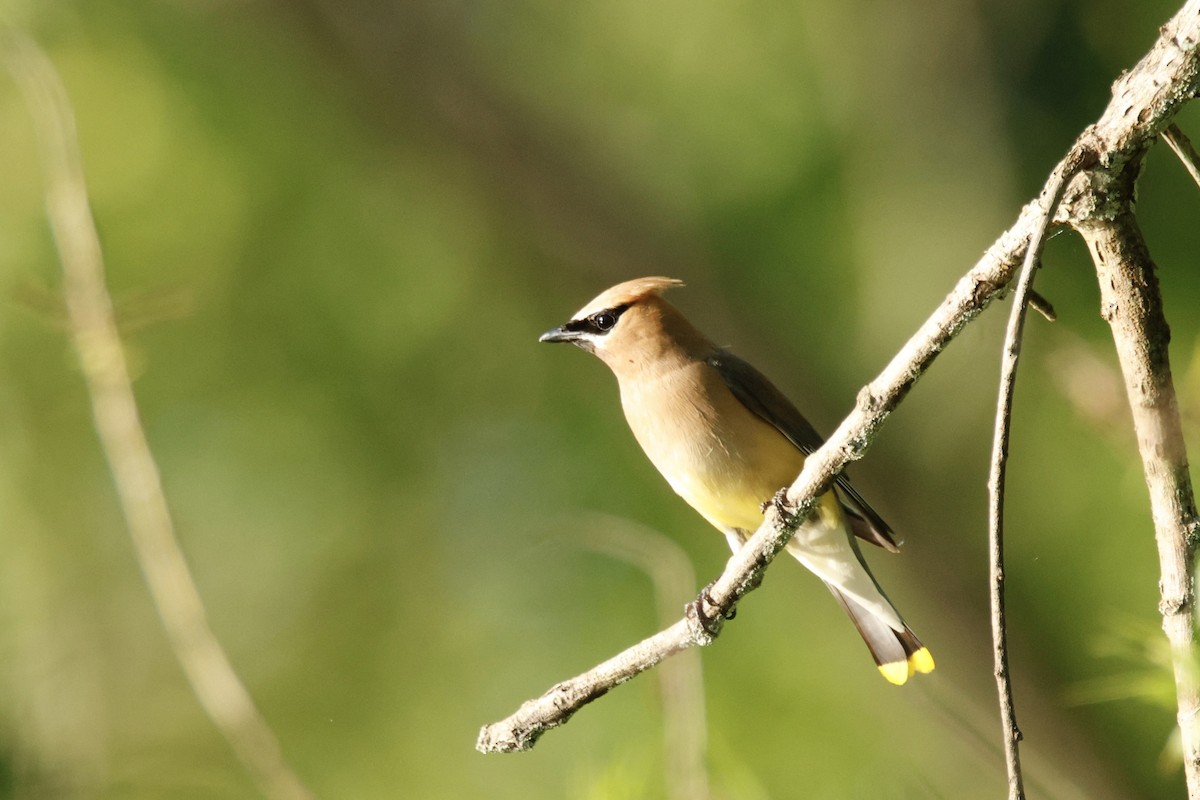 Cedar Waxwing - ML639084223
