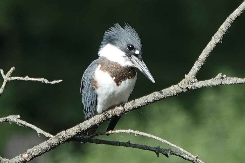 Belted Kingfisher - ML639084224