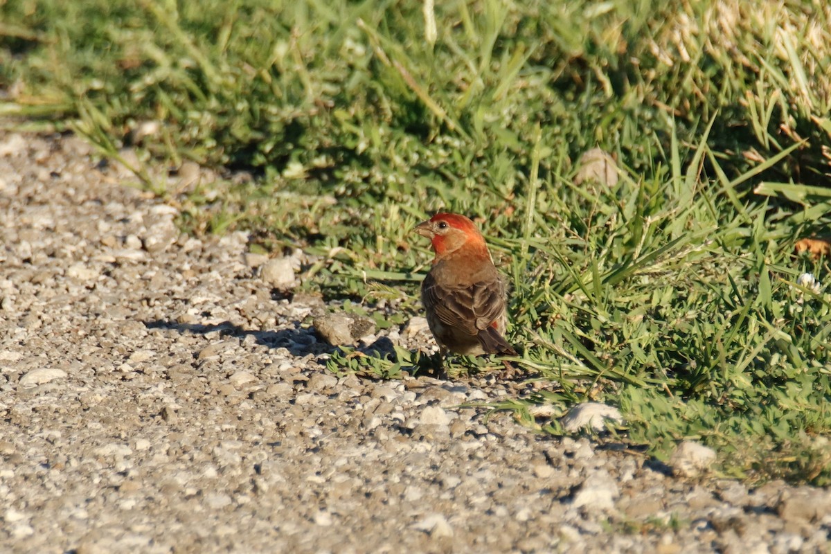 House Finch - ML639084225