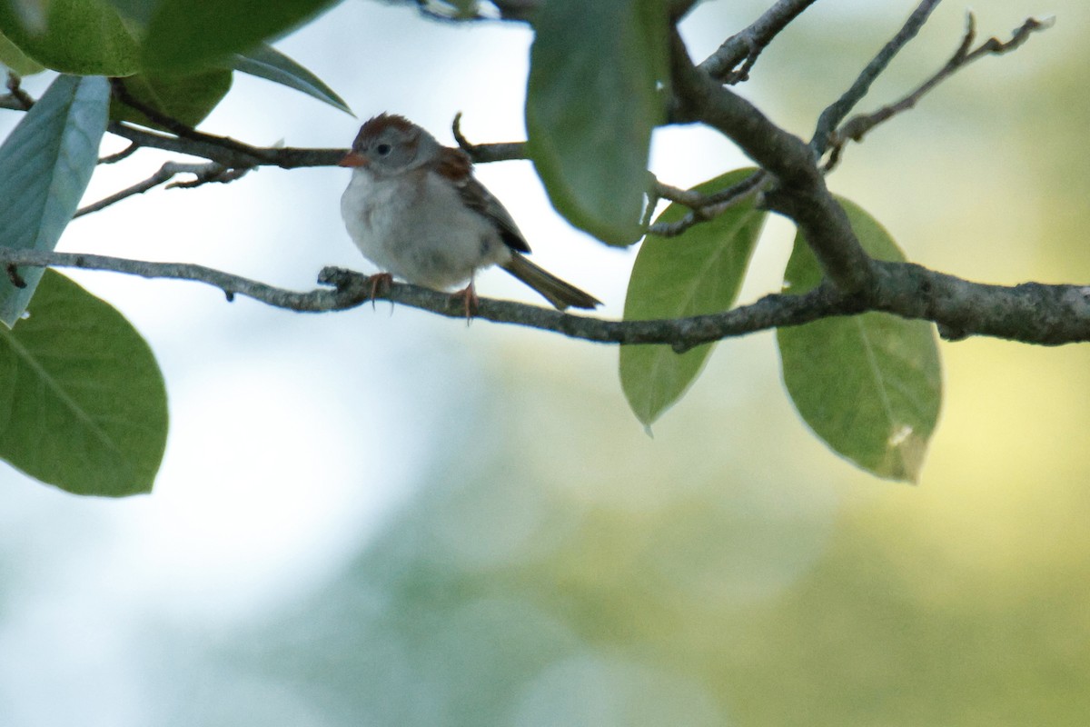 Field Sparrow - ML639084228