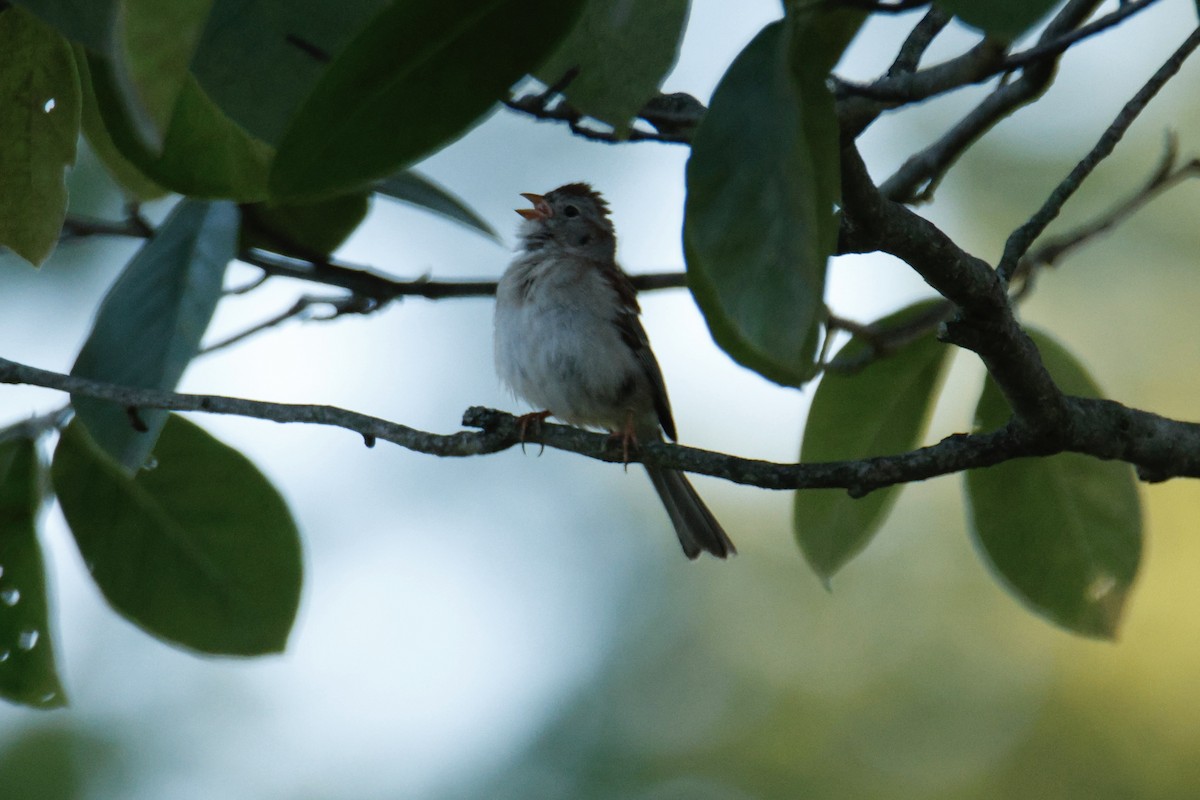 Field Sparrow - ML639084229