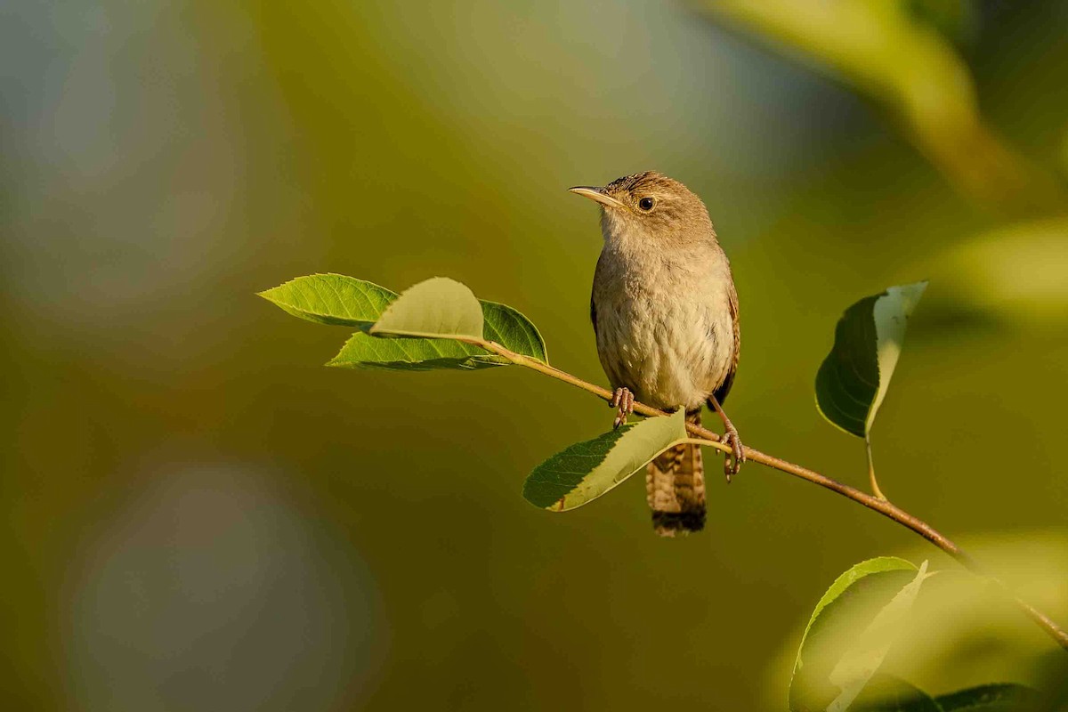 Northern House Wren - ML639084242