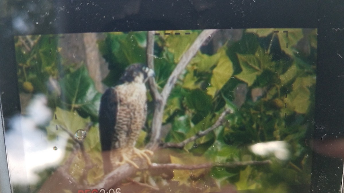 Эгэл шонхор - ML639084309