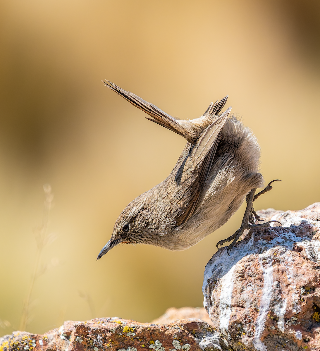 Streak-throated Canastero - ML639084340