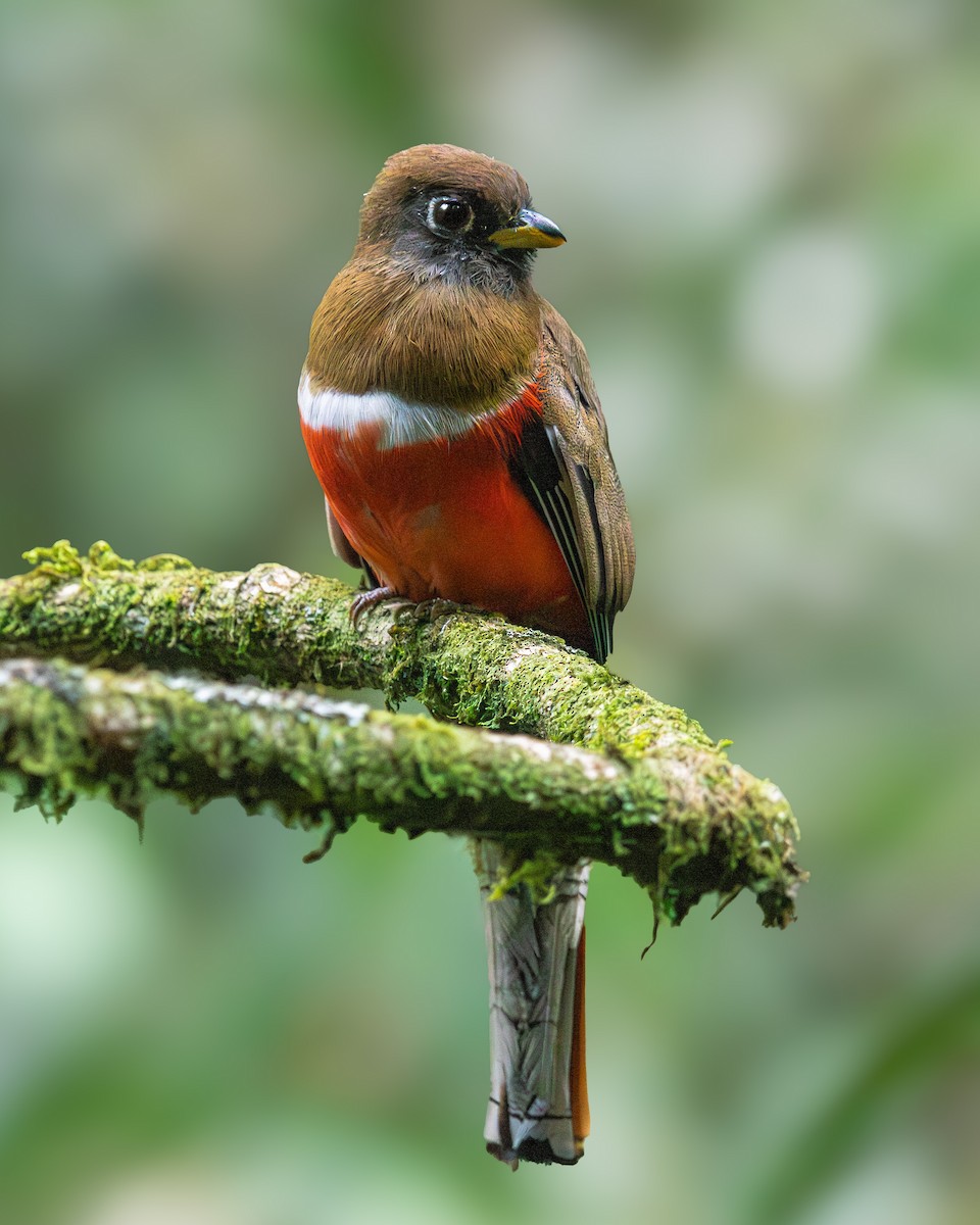 Ошейниковый трогон - ML639084341