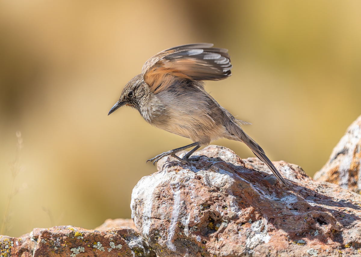 Streak-throated Canastero - ML639084343