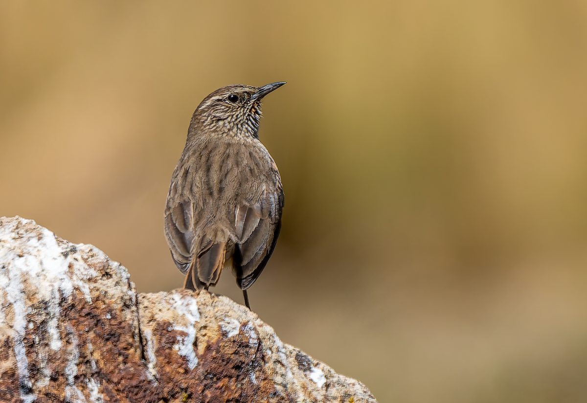 Streak-throated Canastero - ML639084348