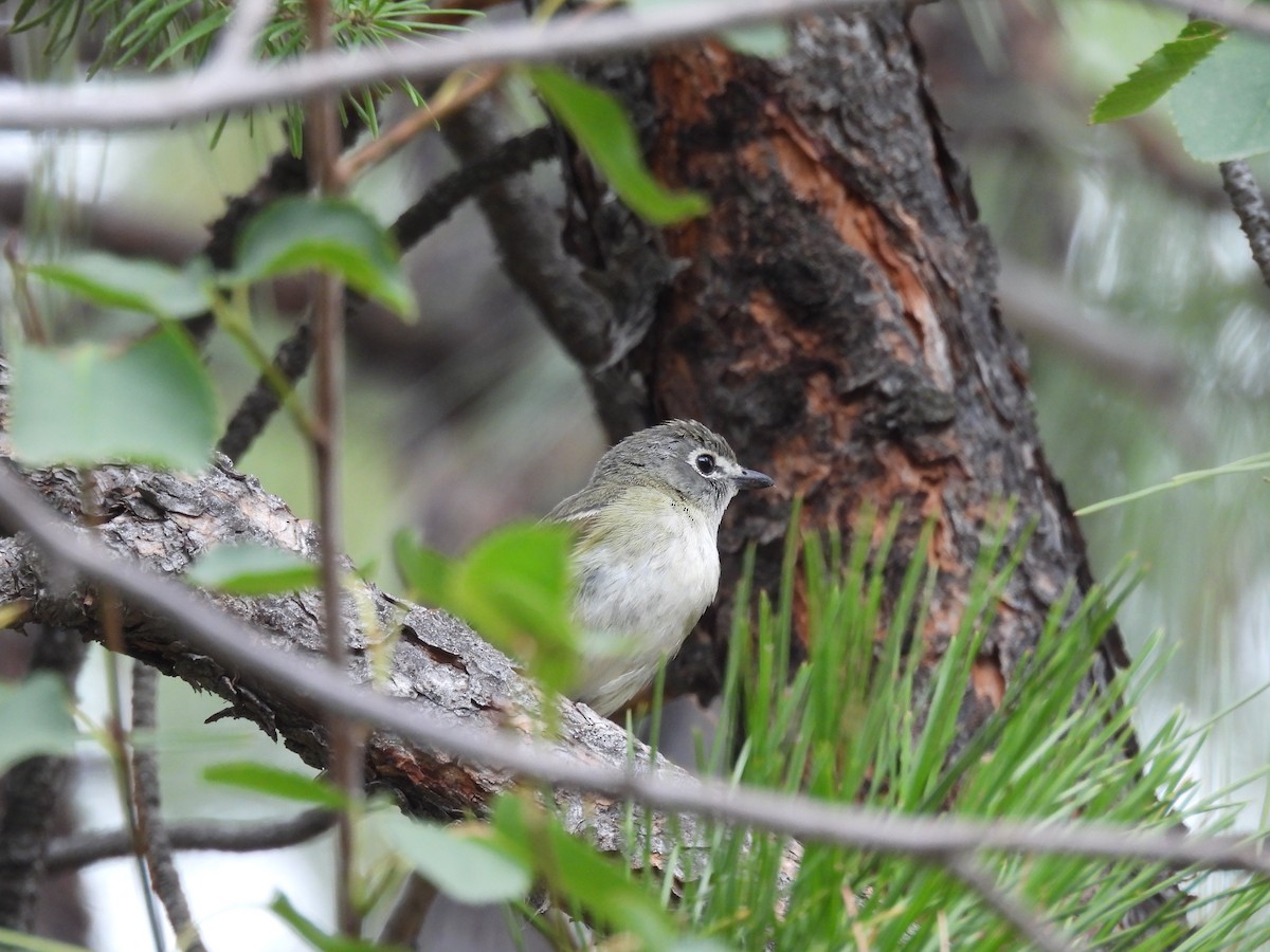 Cassin's Vireo - ML639084375