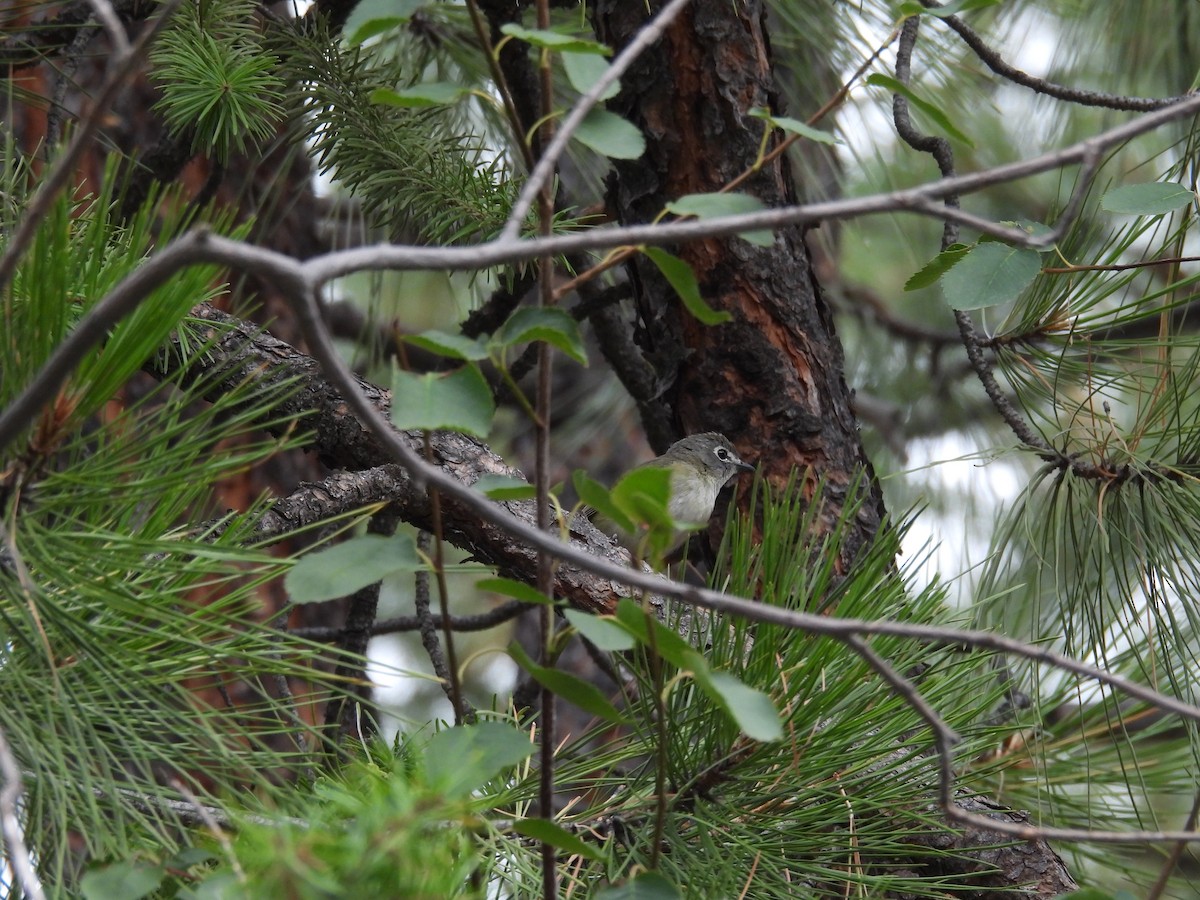 Cassin's Vireo - ML639084376