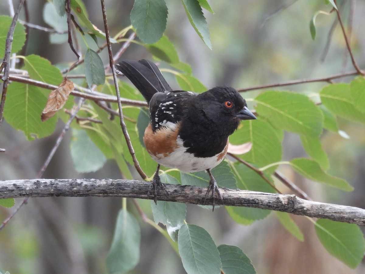 Spotted Towhee - ML639084382