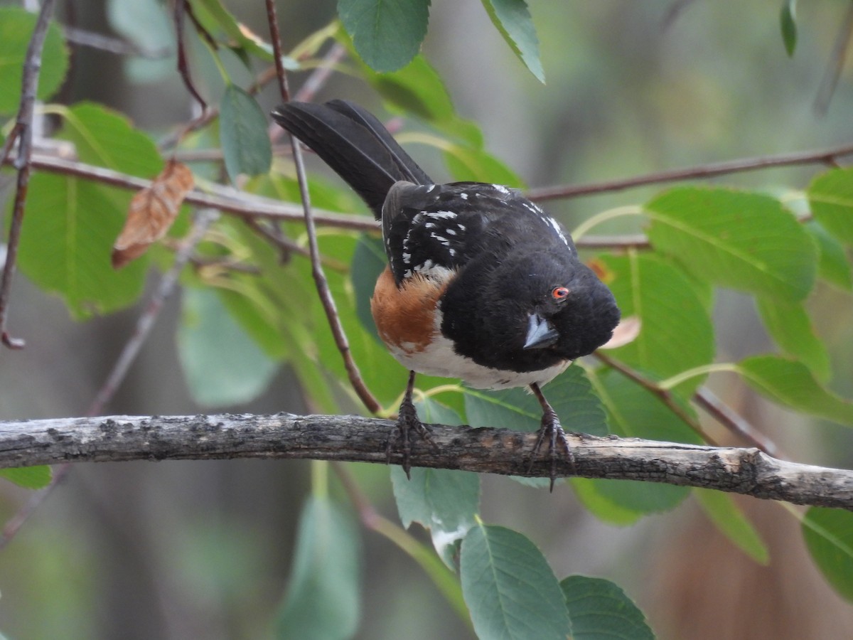 Spotted Towhee - ML639084383