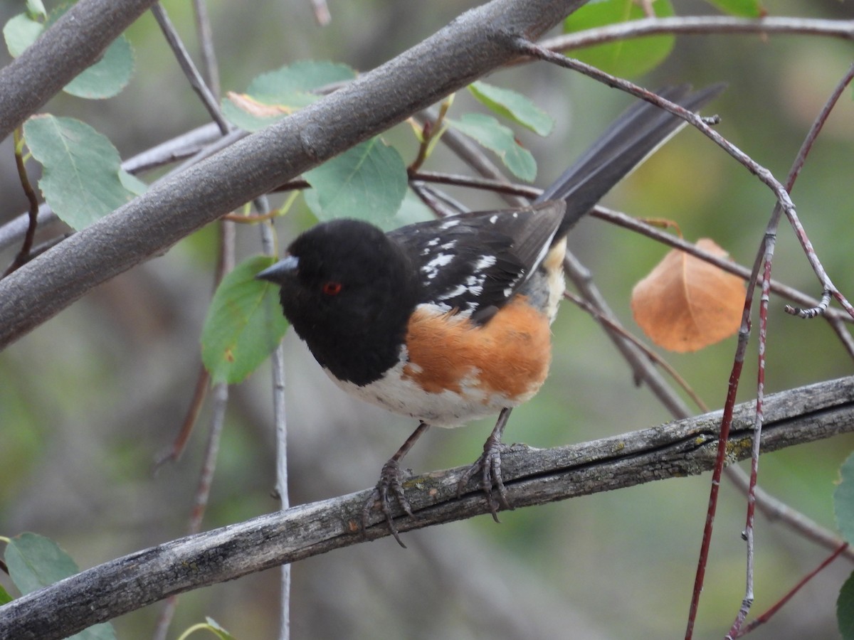 Spotted Towhee - ML639084384