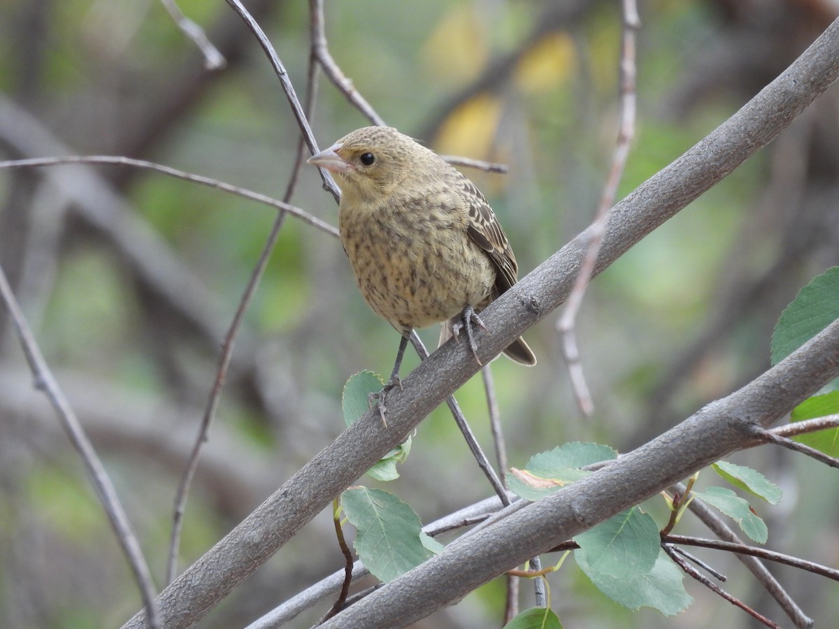 Brown-headed Cowbird - ML639084386