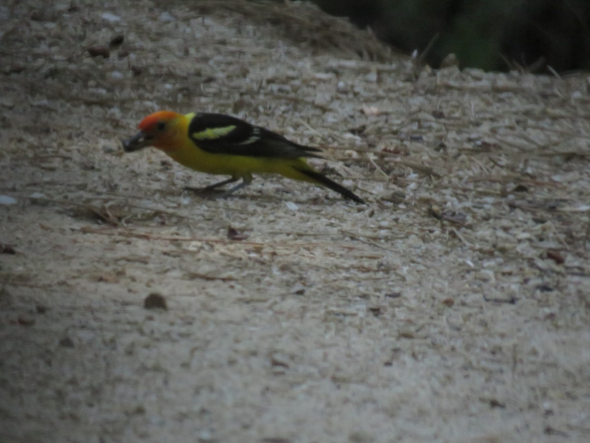 Western Tanager - ML639084547