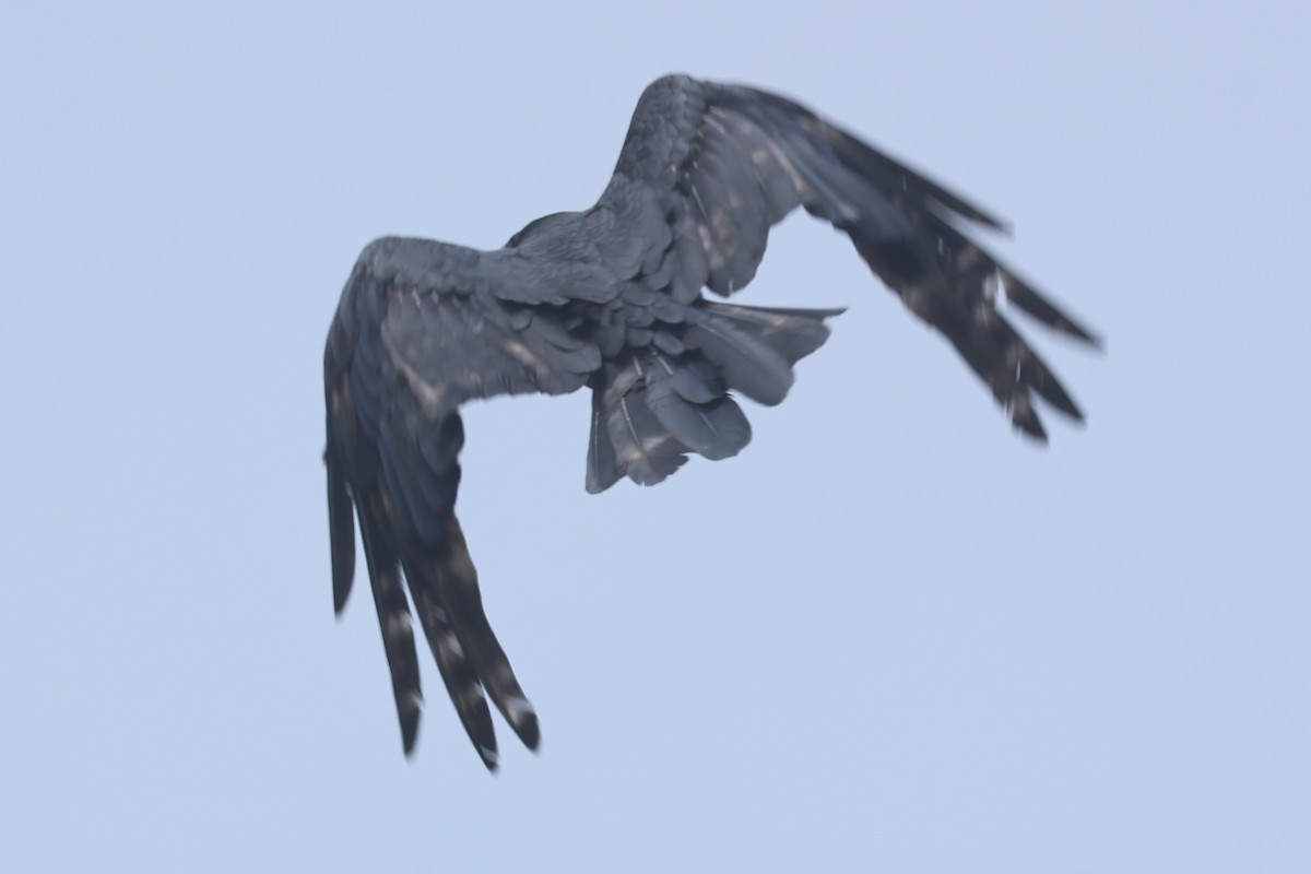 Хон хэрээ - ML639084650