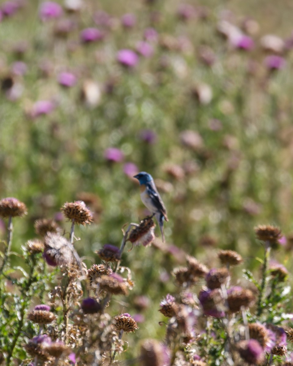 Lazuli Bunting - ML639084710
