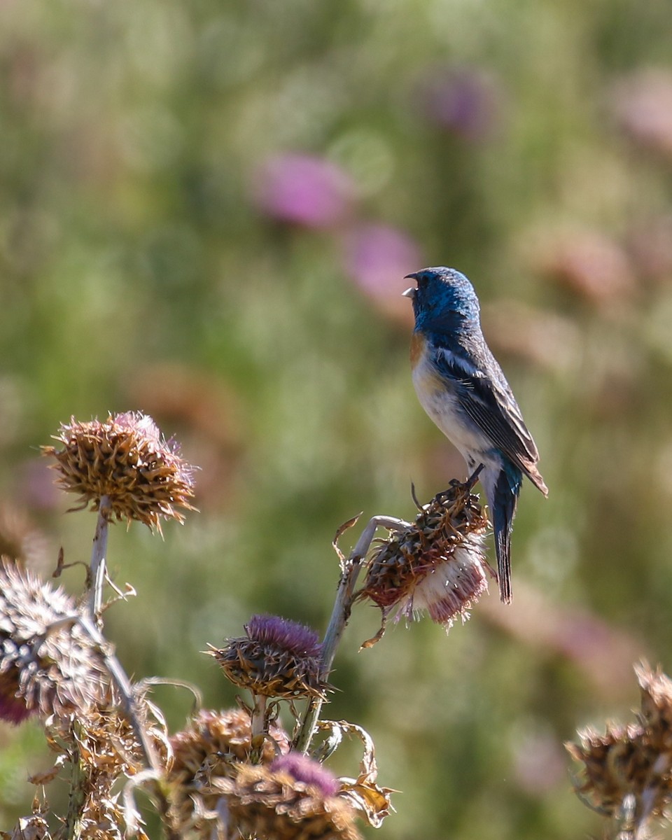 Lazuli Bunting - ML639084711