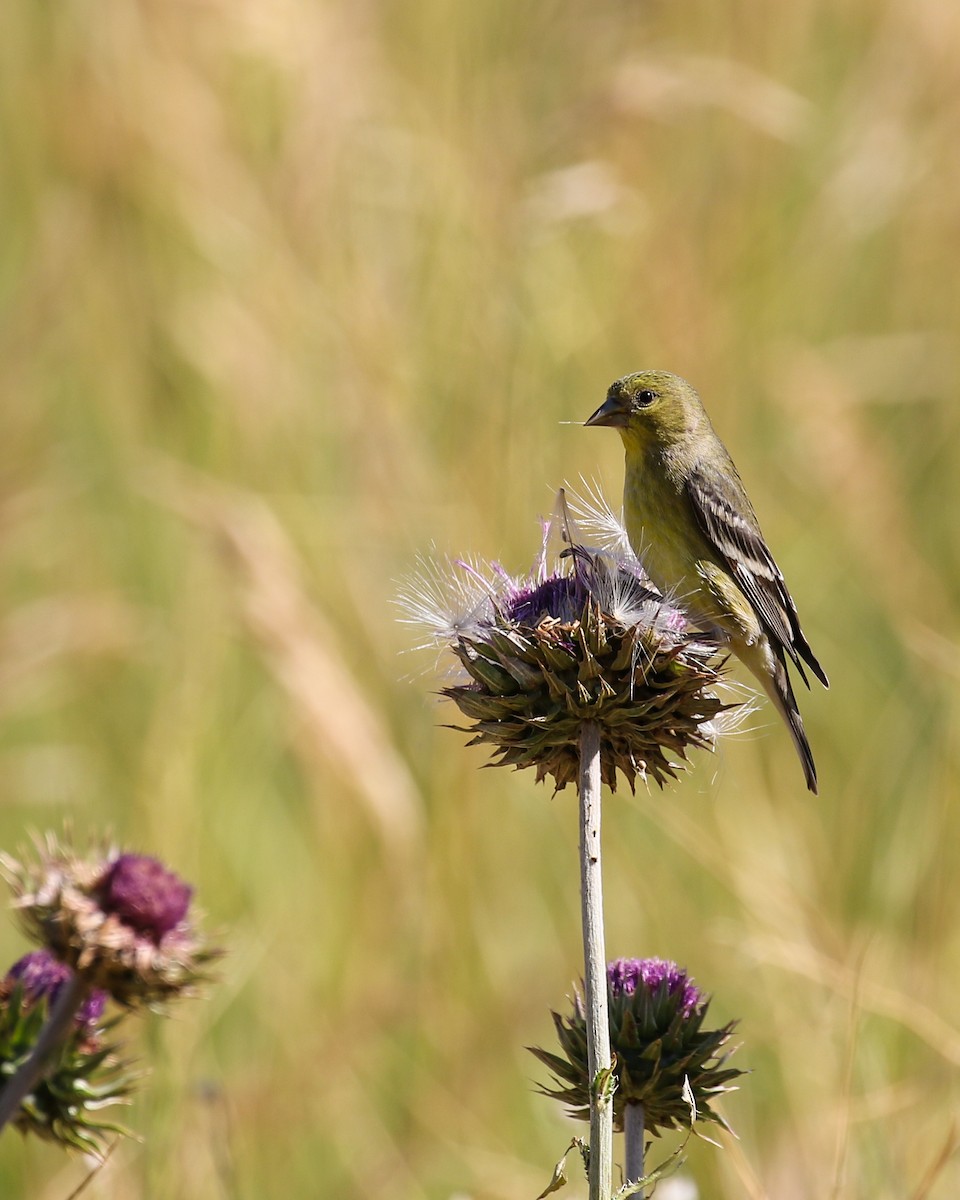 Lesser Goldfinch - ML639084716