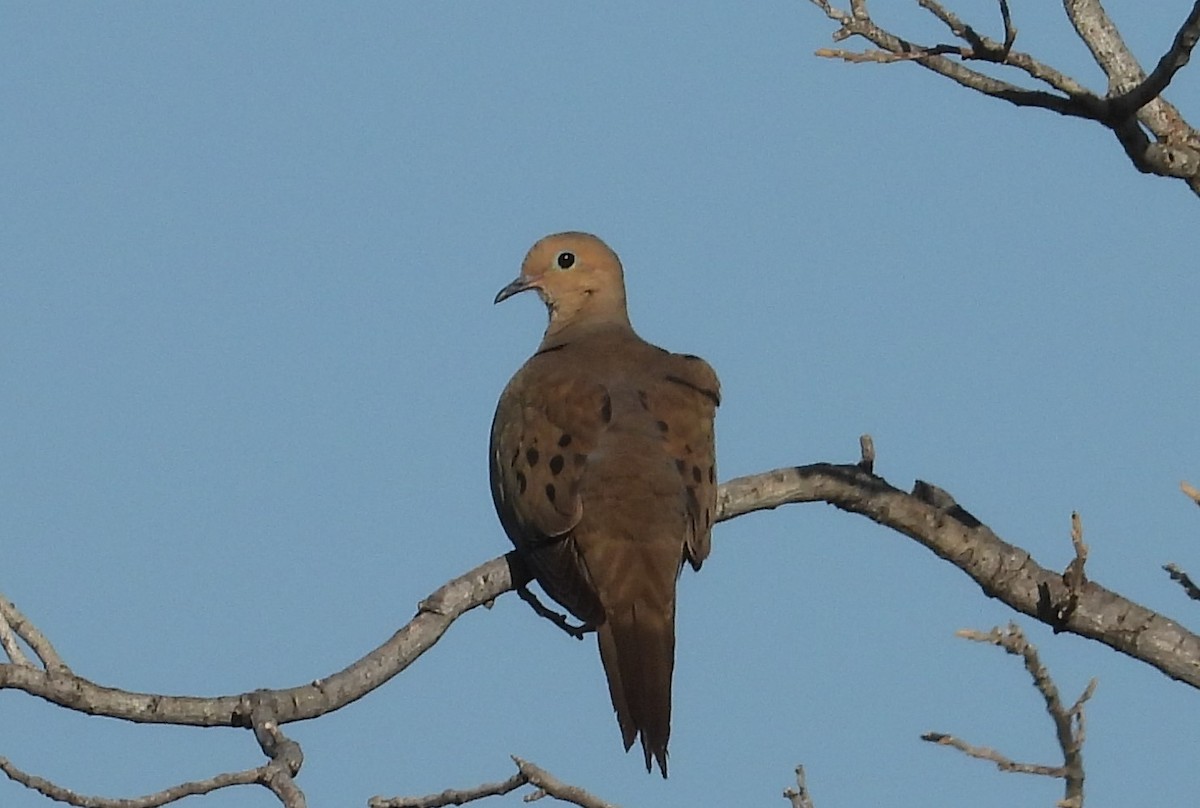 Mourning Dove - ML639084736