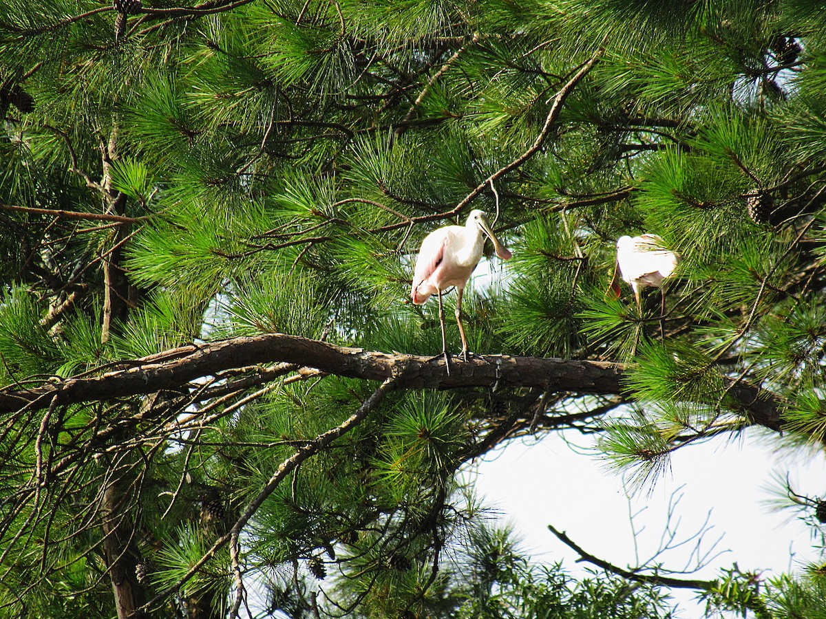 Roseate Spoonbill - ML639084756