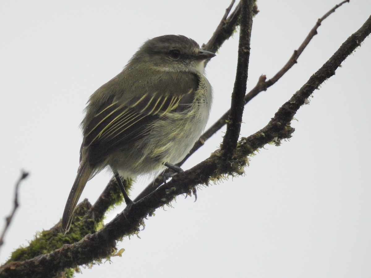 Mistletoe Tyrannulet - ML639084763