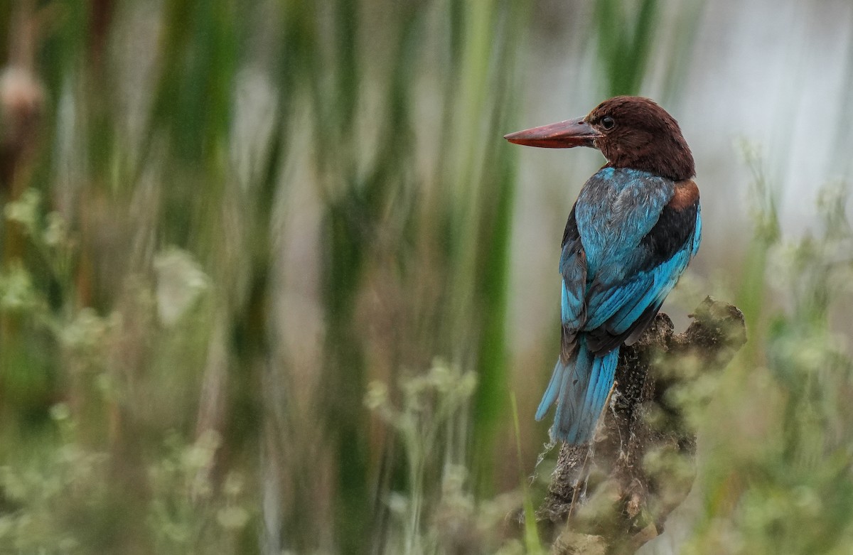 White-throated Kingfisher - ML639084776