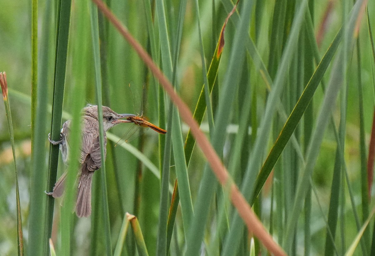 Өмнөдийн охил бялзуухай - ML639084782