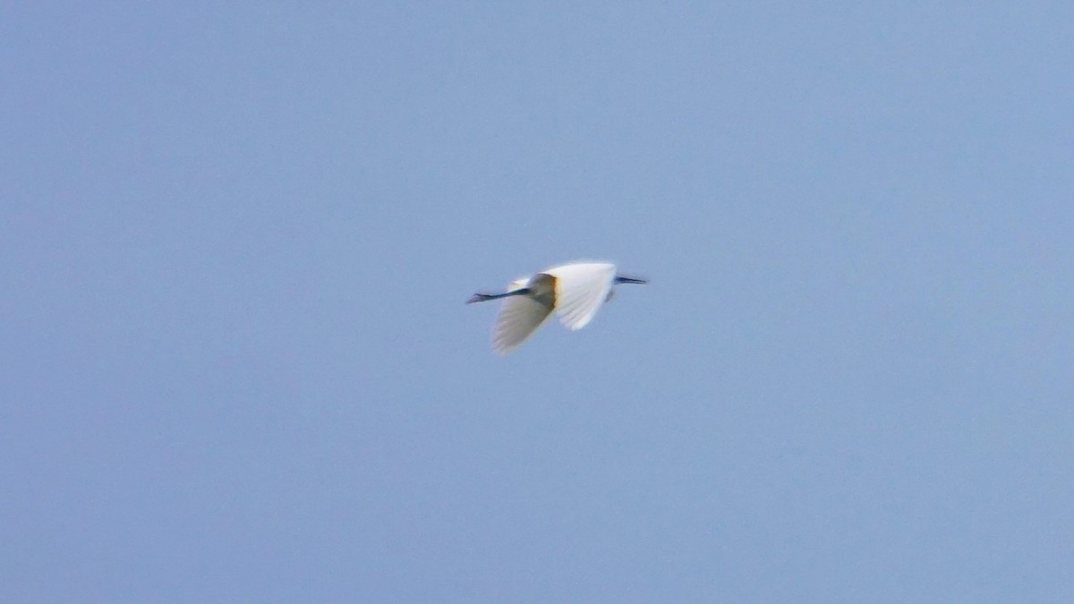 Little Egret - ML639084829