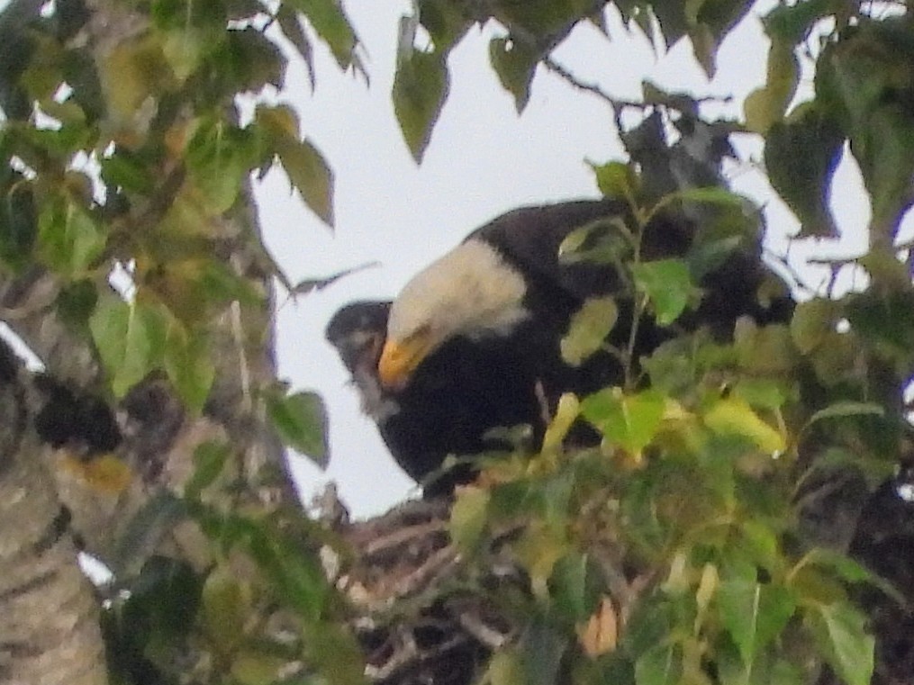 Weißkopf-Seeadler - ML639084852