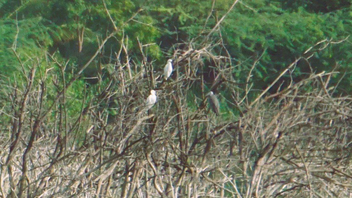 Little Egret - ML639084864