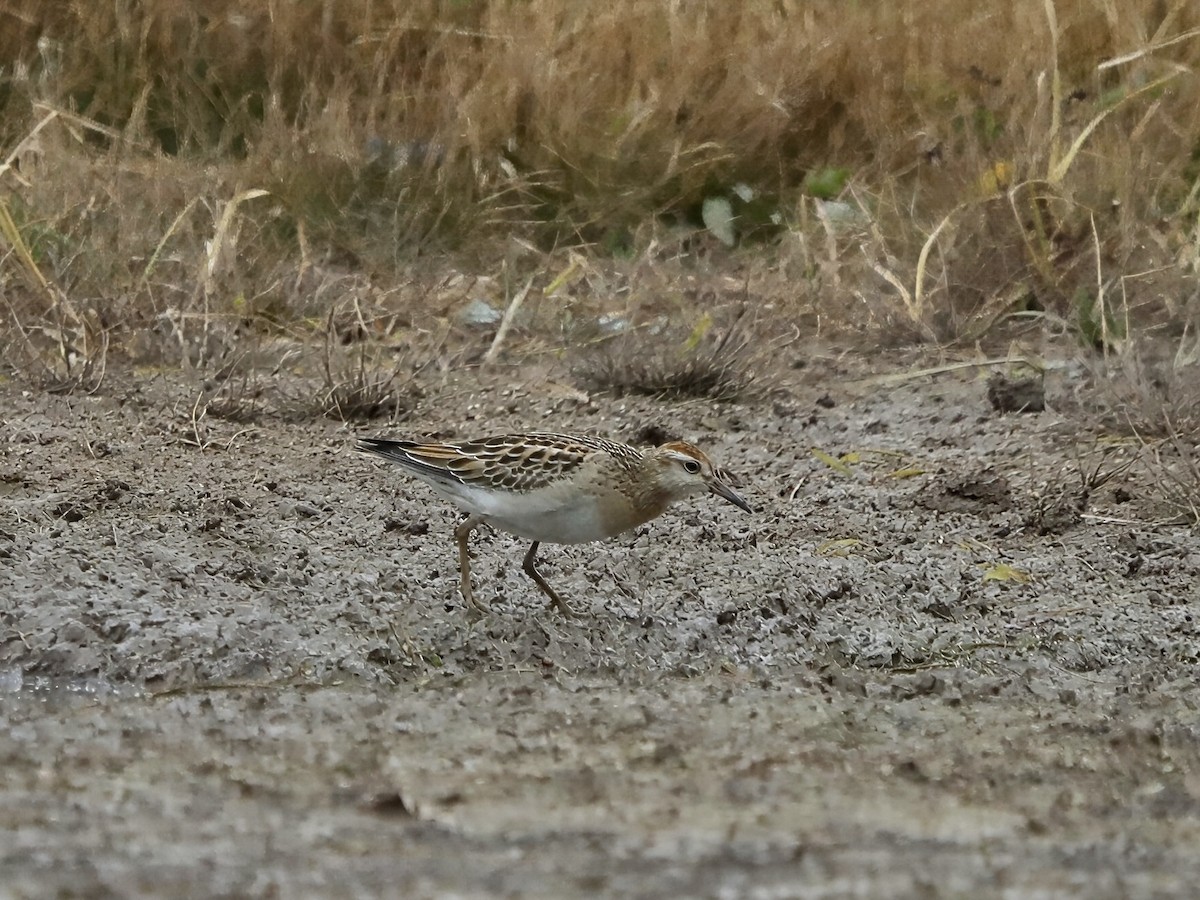 Sharp-tailed Sandpiper - ML639084915