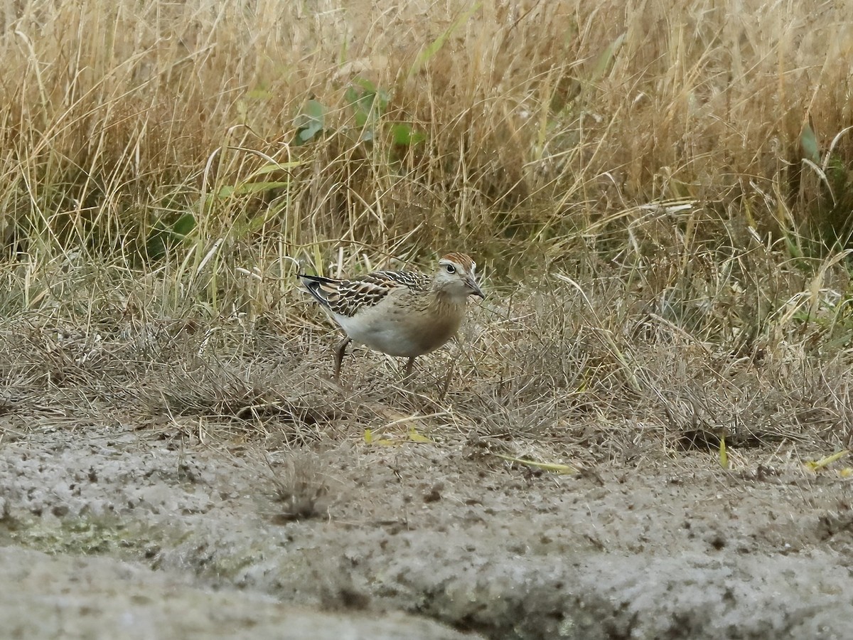 Sharp-tailed Sandpiper - ML639084919
