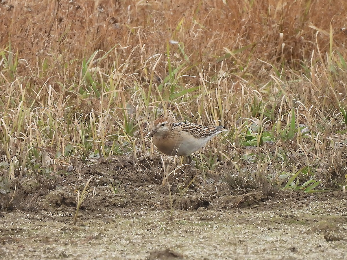 Sharp-tailed Sandpiper - ML639084923
