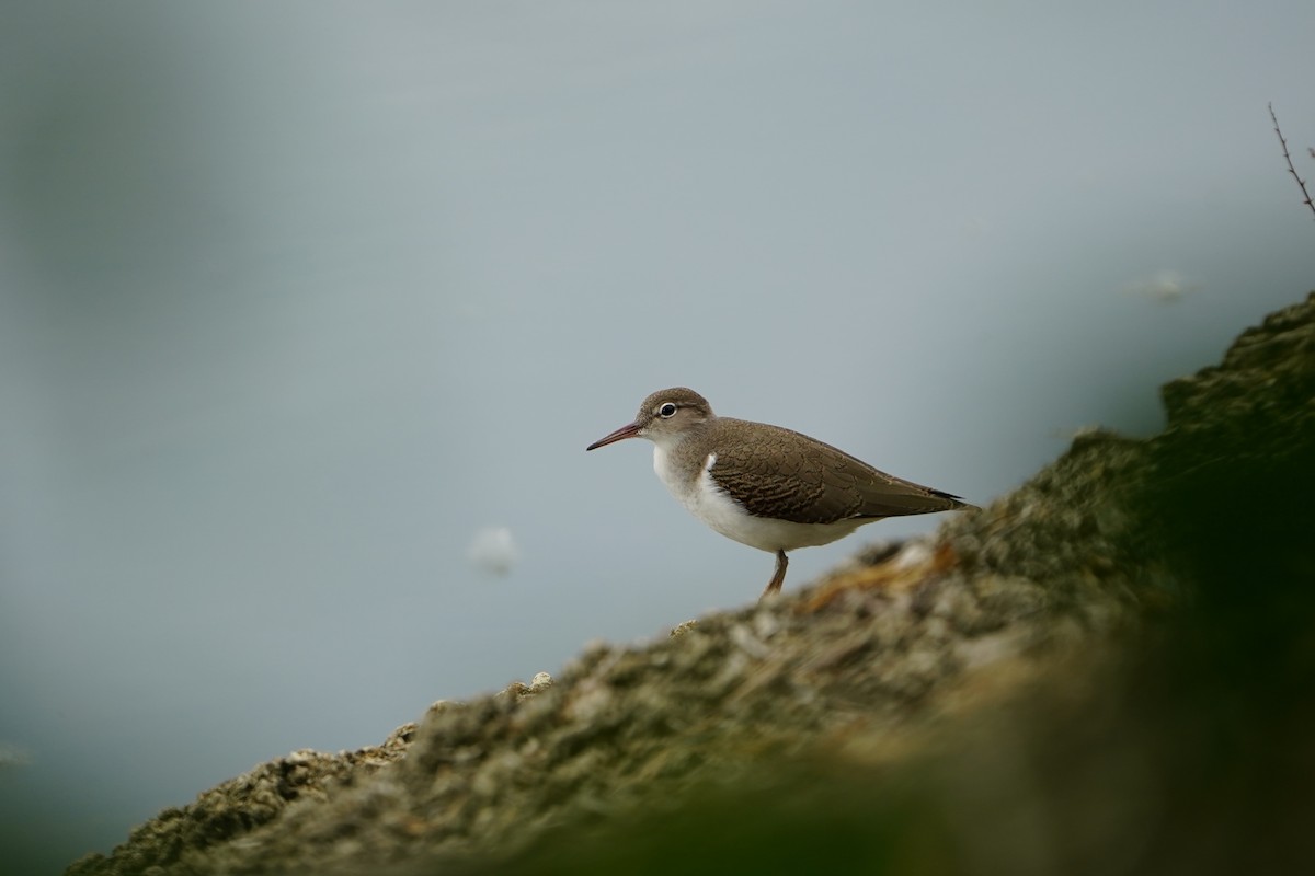 Spotted Sandpiper - ML639085135