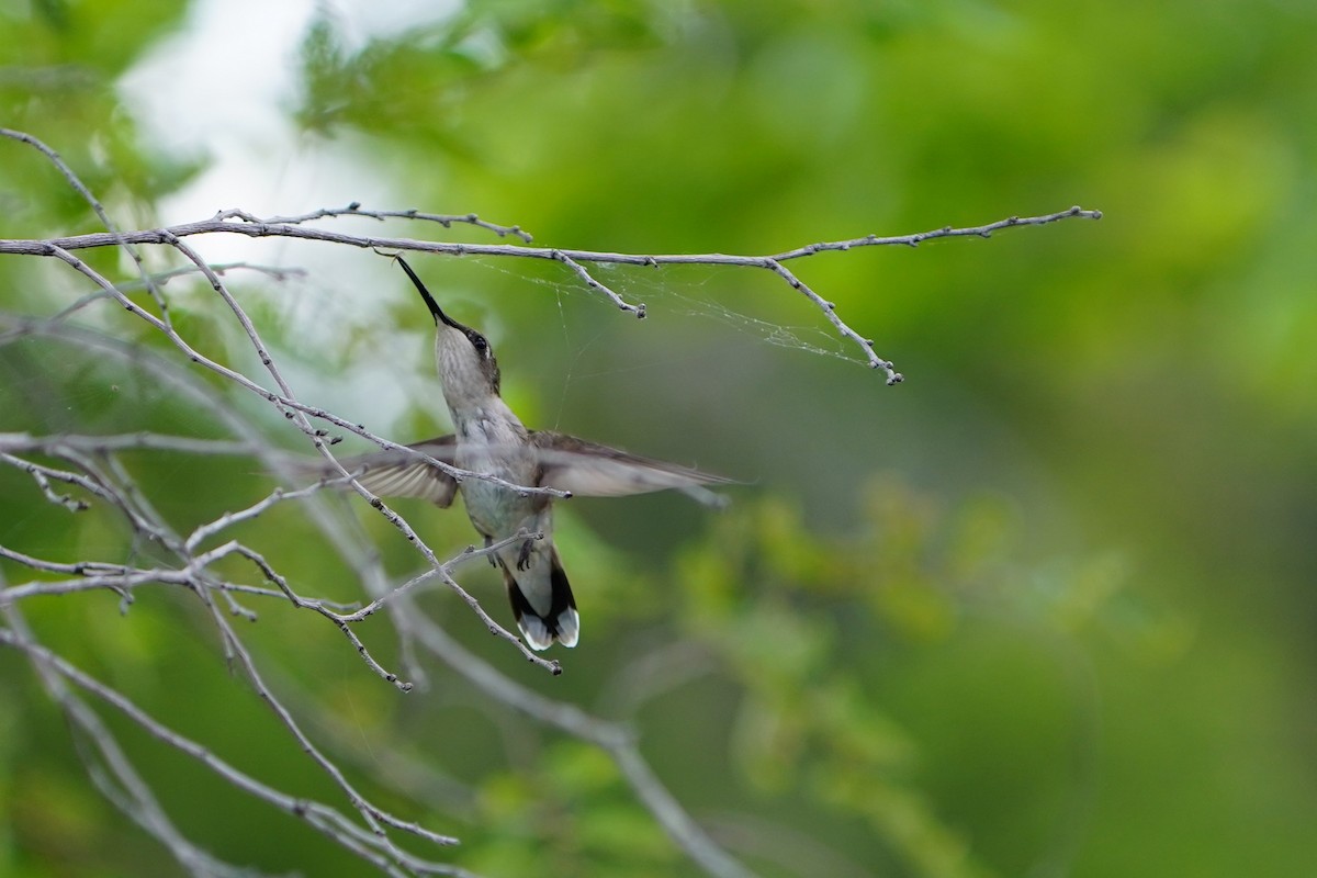 Ruby-throated Hummingbird - ML639085167