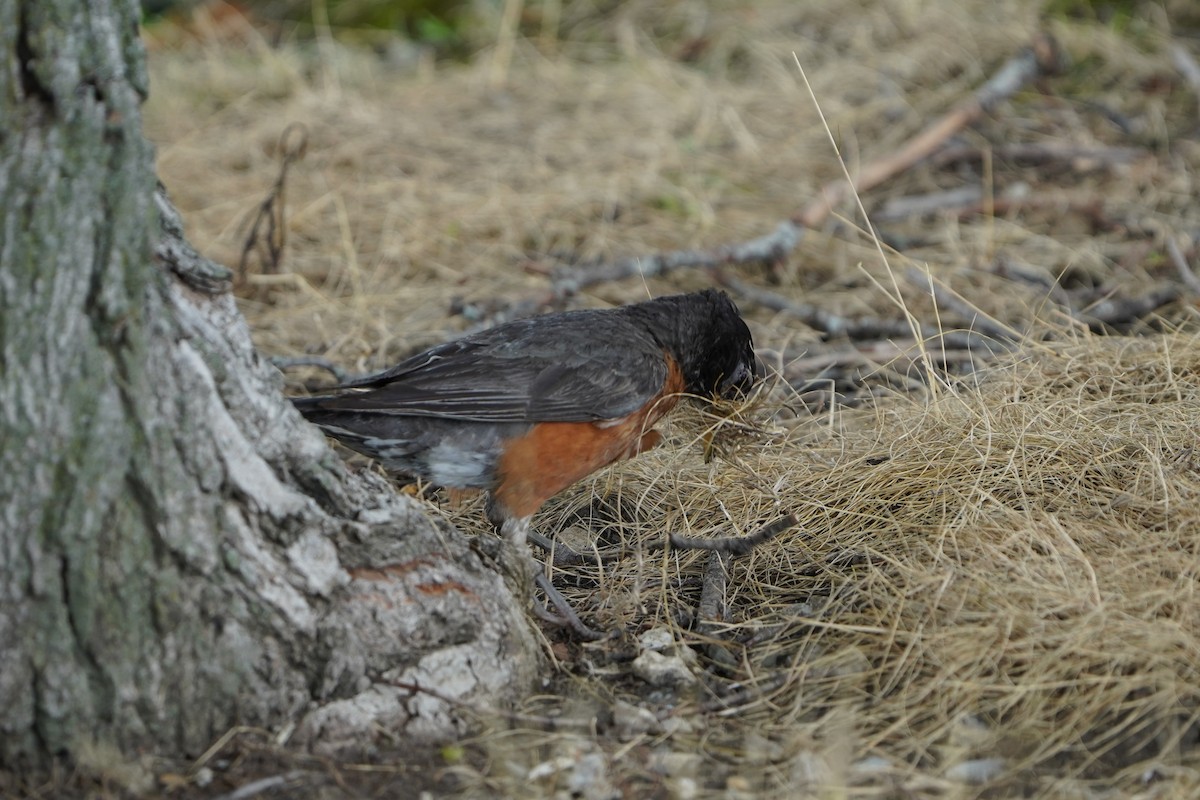 American Robin - ML639085189