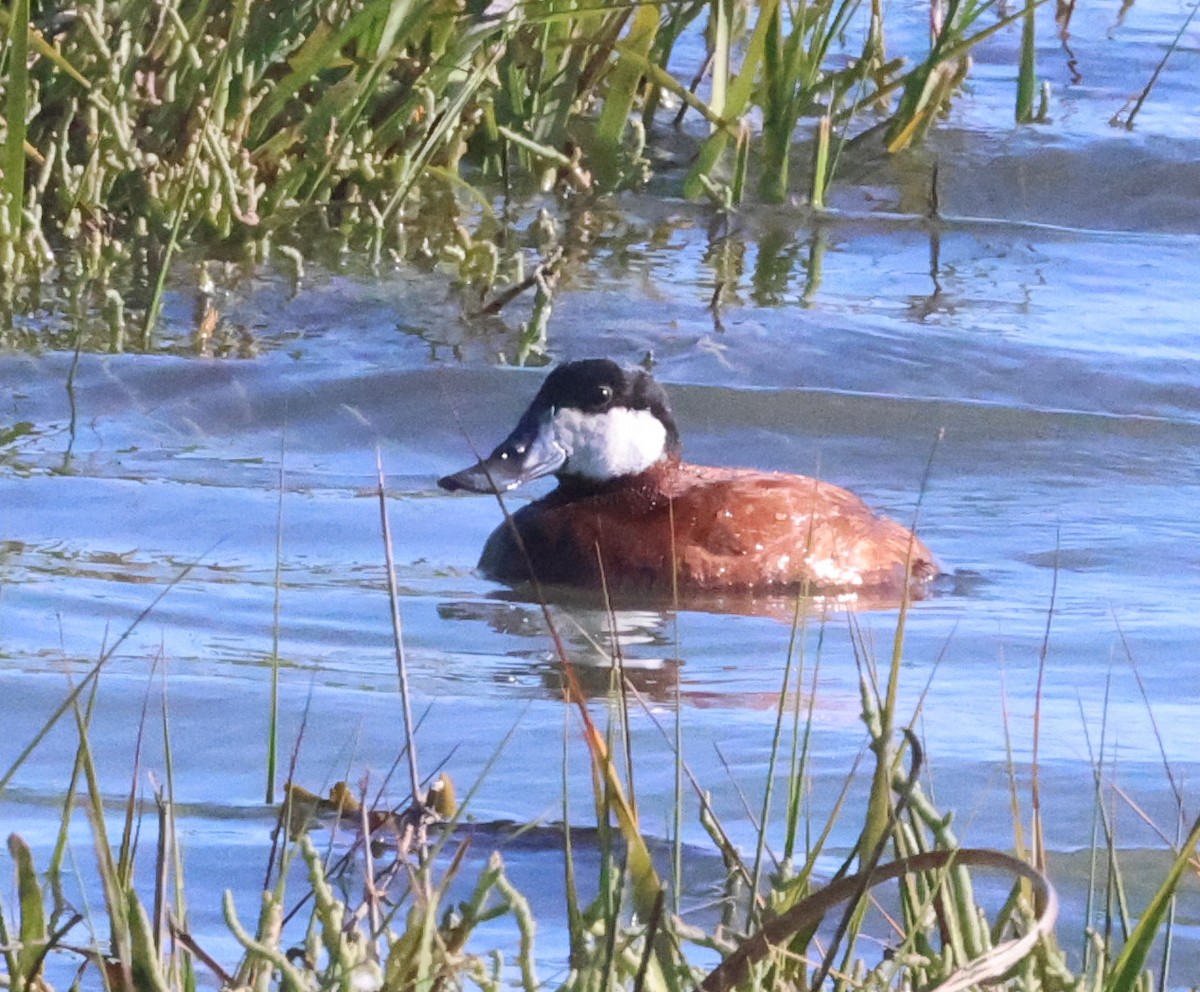 Ruddy Duck - ML639085292