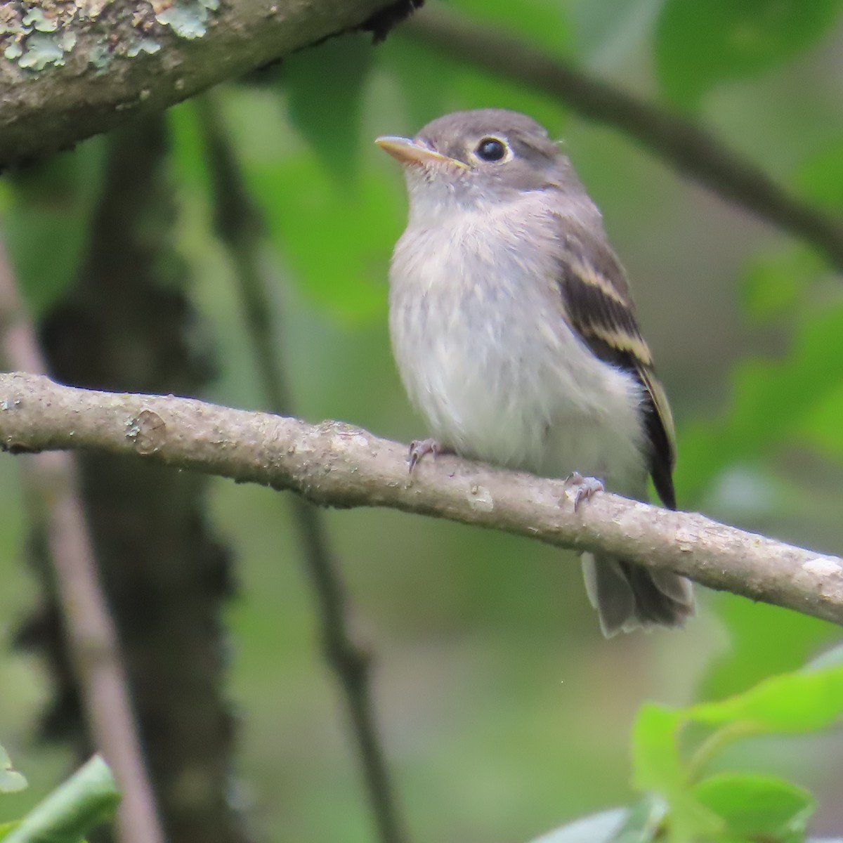 Least Flycatcher - ML639085360