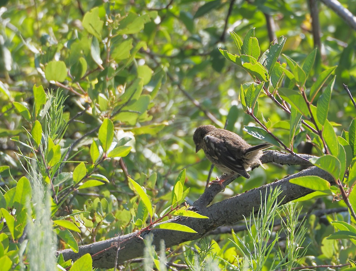 Spotted Towhee - ML639085477