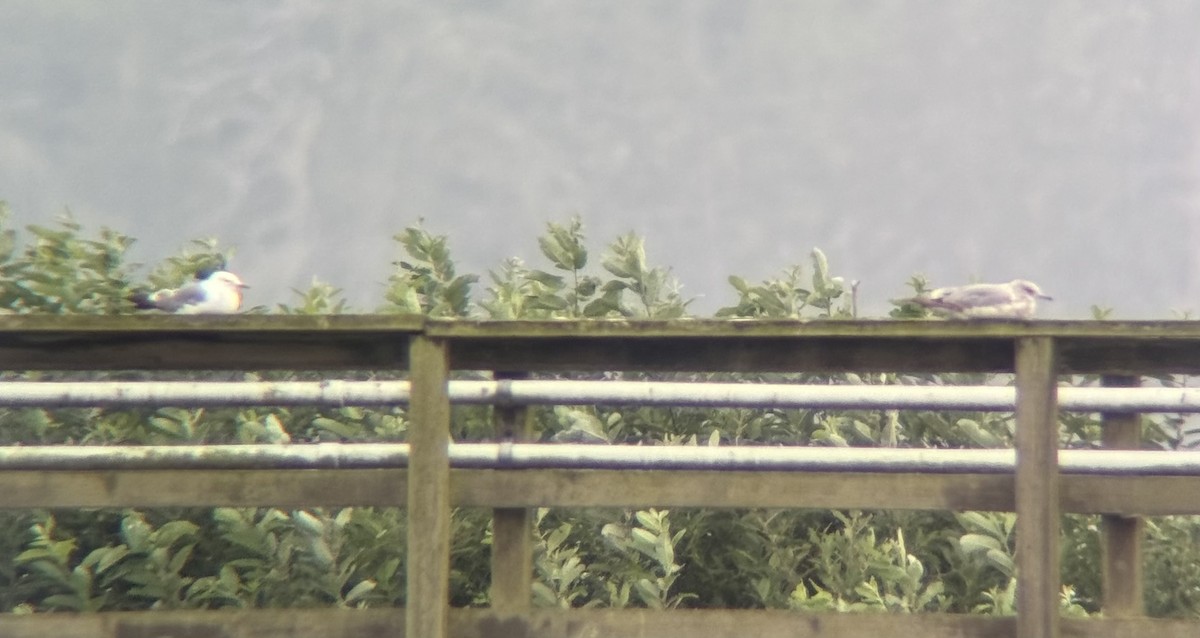 Short-billed Gull - ML639085513